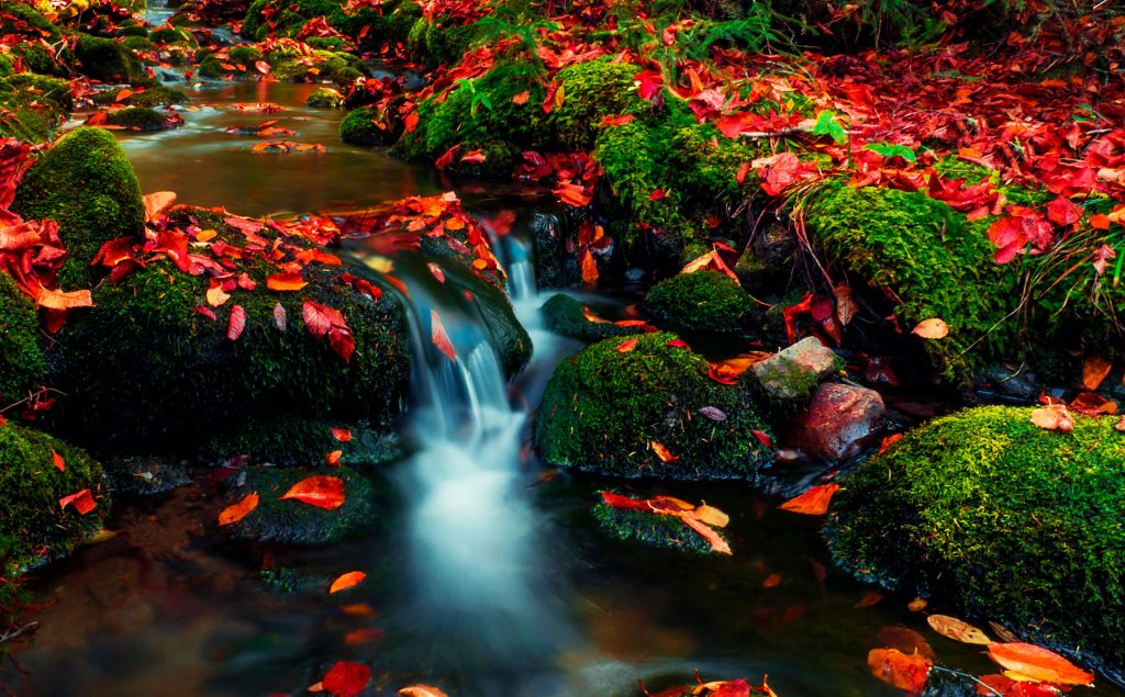 Vibrant fall leaves and mossy rocks along a flowing stream in Allentown, PA.
